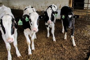 Dairy industry stakeholders provide input to Deans of Agriculture and Veterinary Medicine