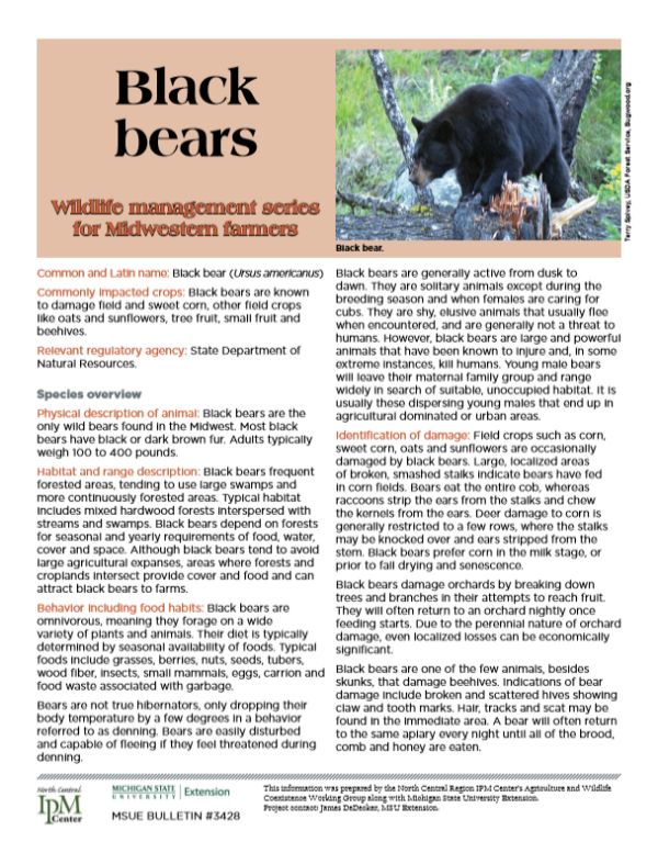 Photo of first page of Black Bears article.