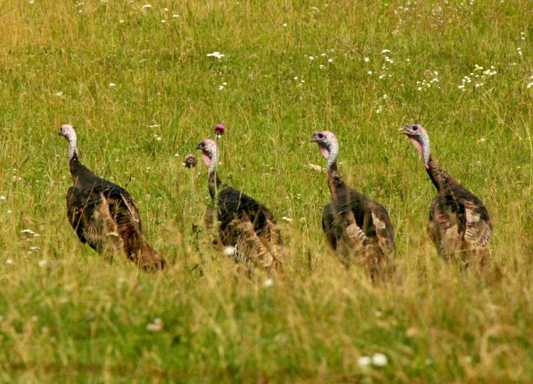 A USFWS depredation permit is required for lethal control of wild turkeys. Photo credit: Paul Bolstad, University of Minnesota, Bugwood.org