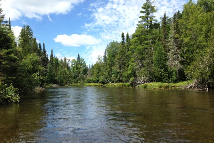 The Au Sable River on a partly cloudy day in summer, with pine trees along the banks.