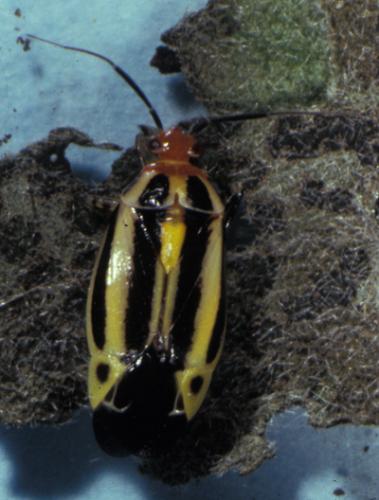 Four-lined plant bug adults